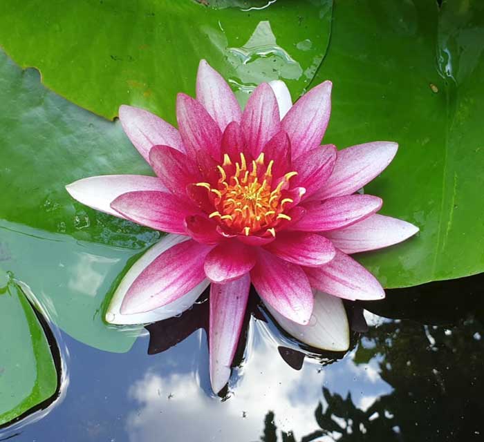 Die Lotusblüte - als Zeichen für meditieren